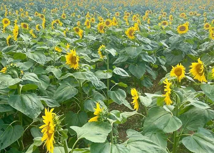 Stunning Boutique Flore At Vive Le Feriehus Bussière-Badil